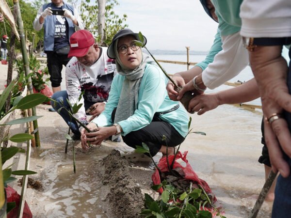 Tanam Mangrove