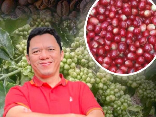 Revolusi Sistem Tanam Kopi untuk Peningkatan Produktivitas