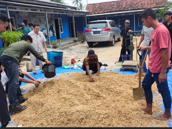 Dari Limbah ke Lumbung, Amoniasi Tongkol Jagung Bantu Peternak Hemat Biaya